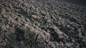 Klabusterbeeren – was ist das?